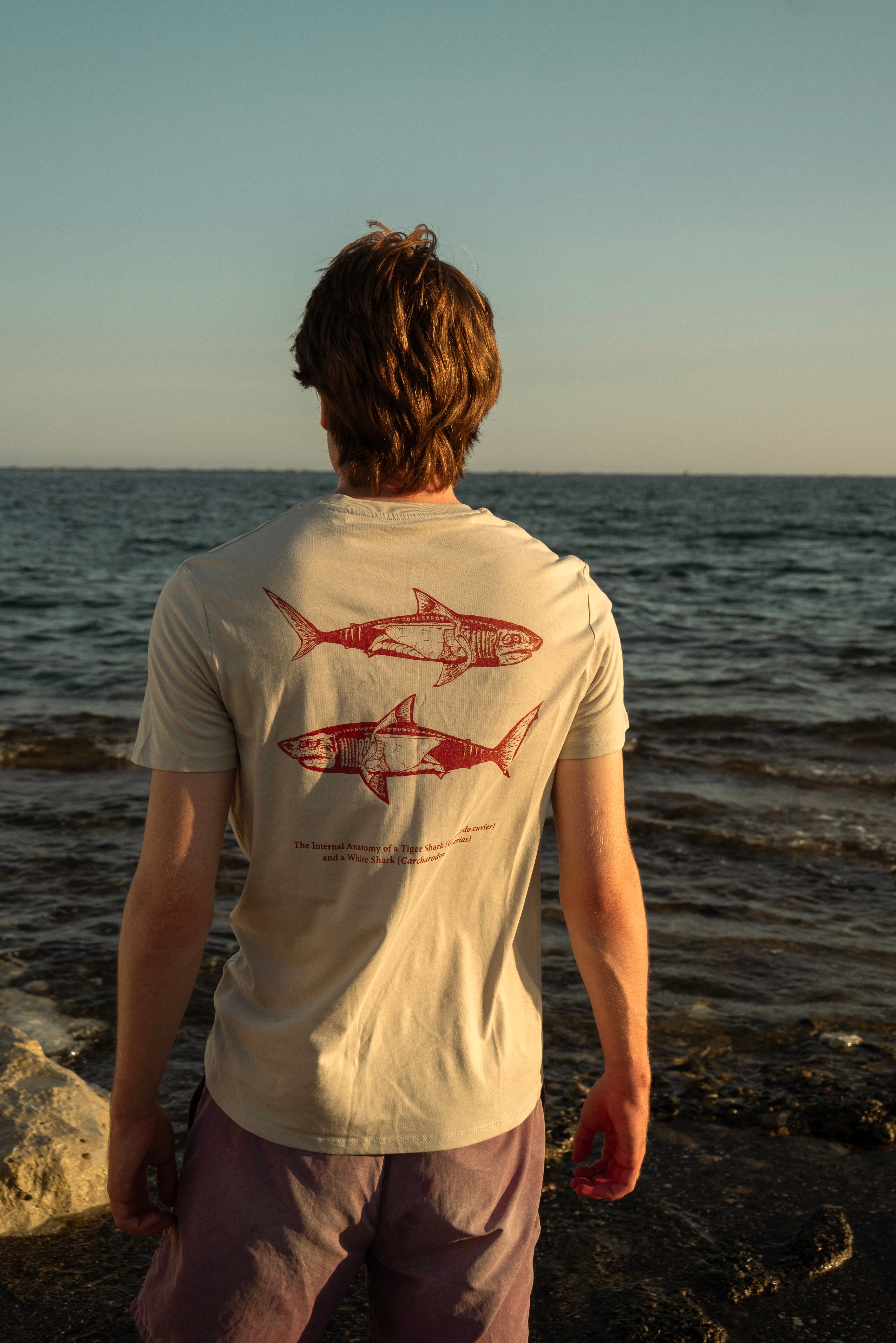 Shark Anatomy T-Shirt | Tiger Shark & Great White | Organic Cotton | Terracotta/ Burnt Orange