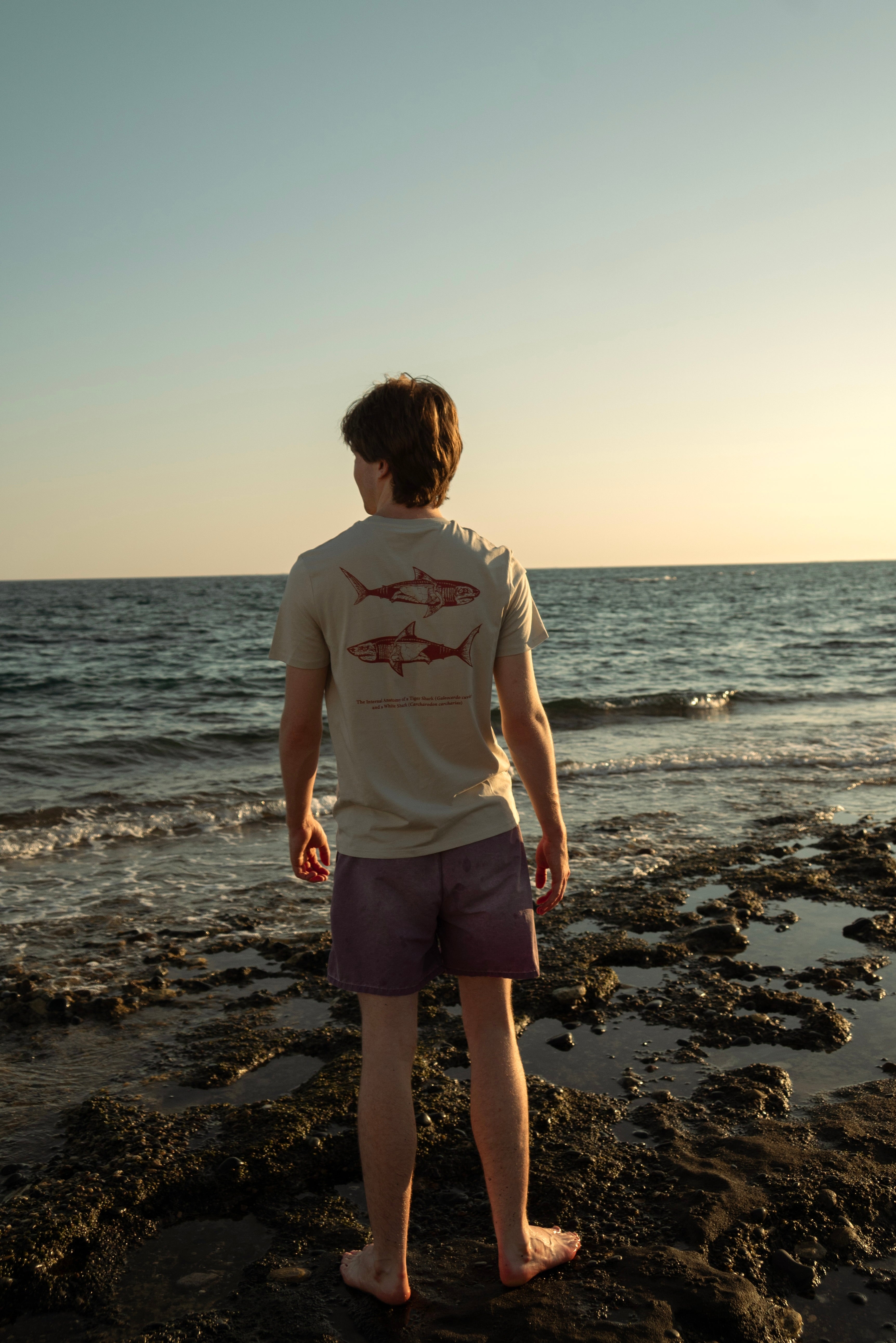 Shark Anatomy T-Shirt | Tiger Shark & Great White | Organic Cotton | Terracotta/ Burnt Orange