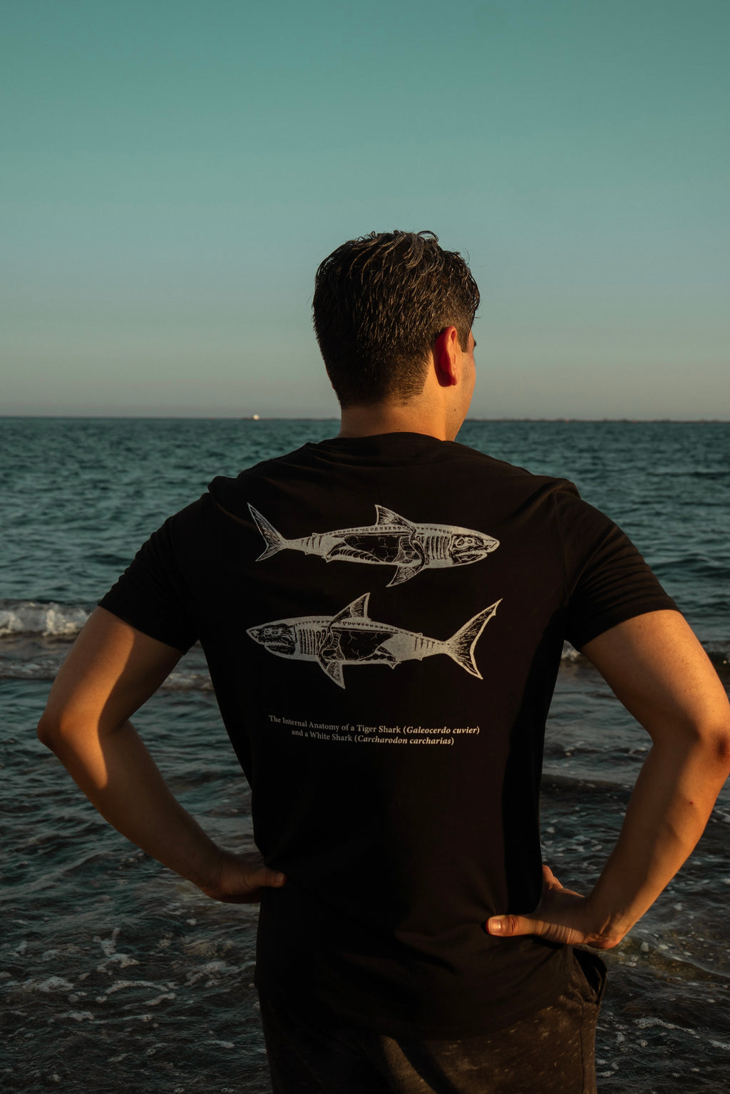 Shark Anatomy T-Shirt | Tiger Shark & Great White | Organic Cotton | Black and White