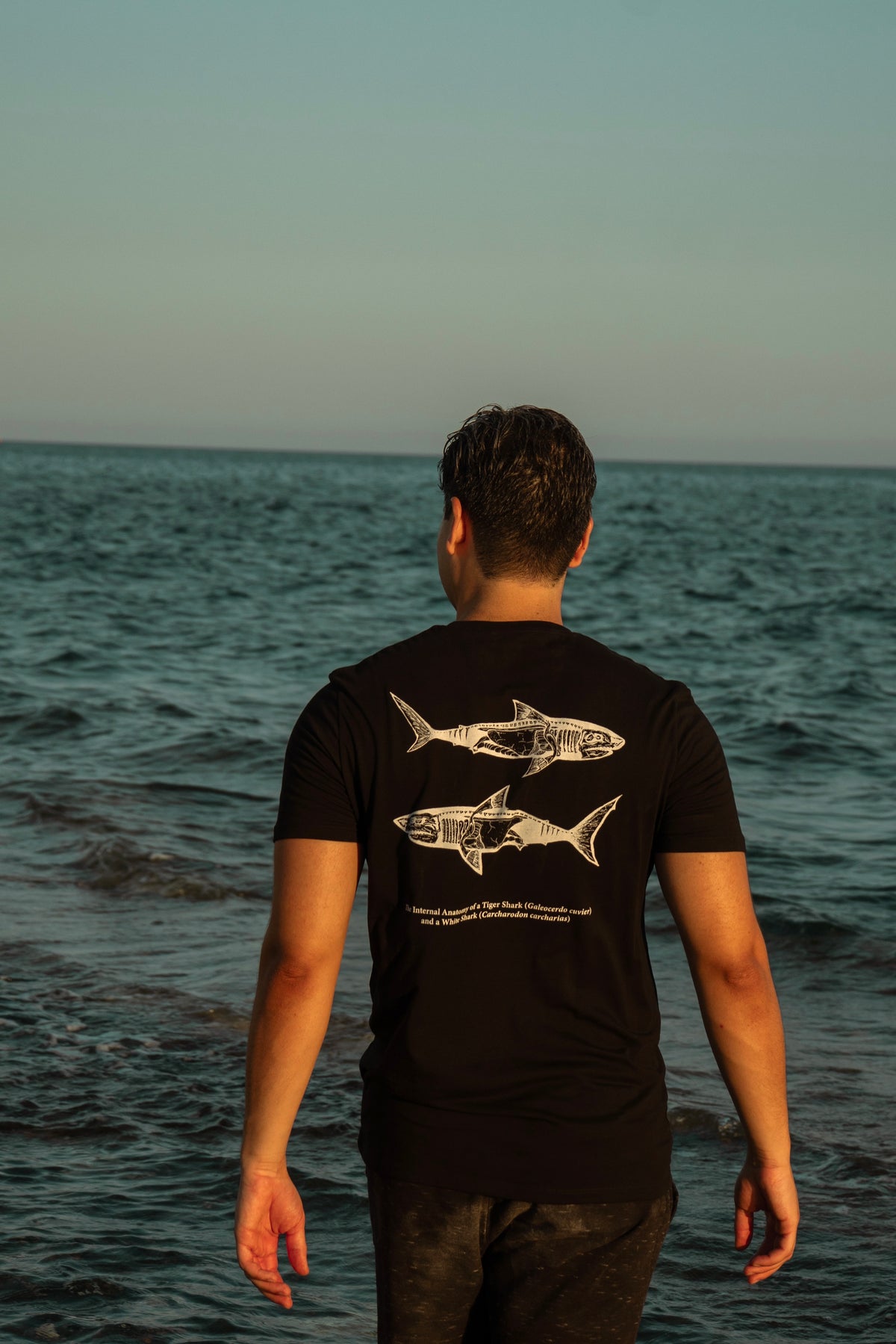 Shark Anatomy T-Shirt | Tiger Shark & Great White | Organic Cotton | Black and White