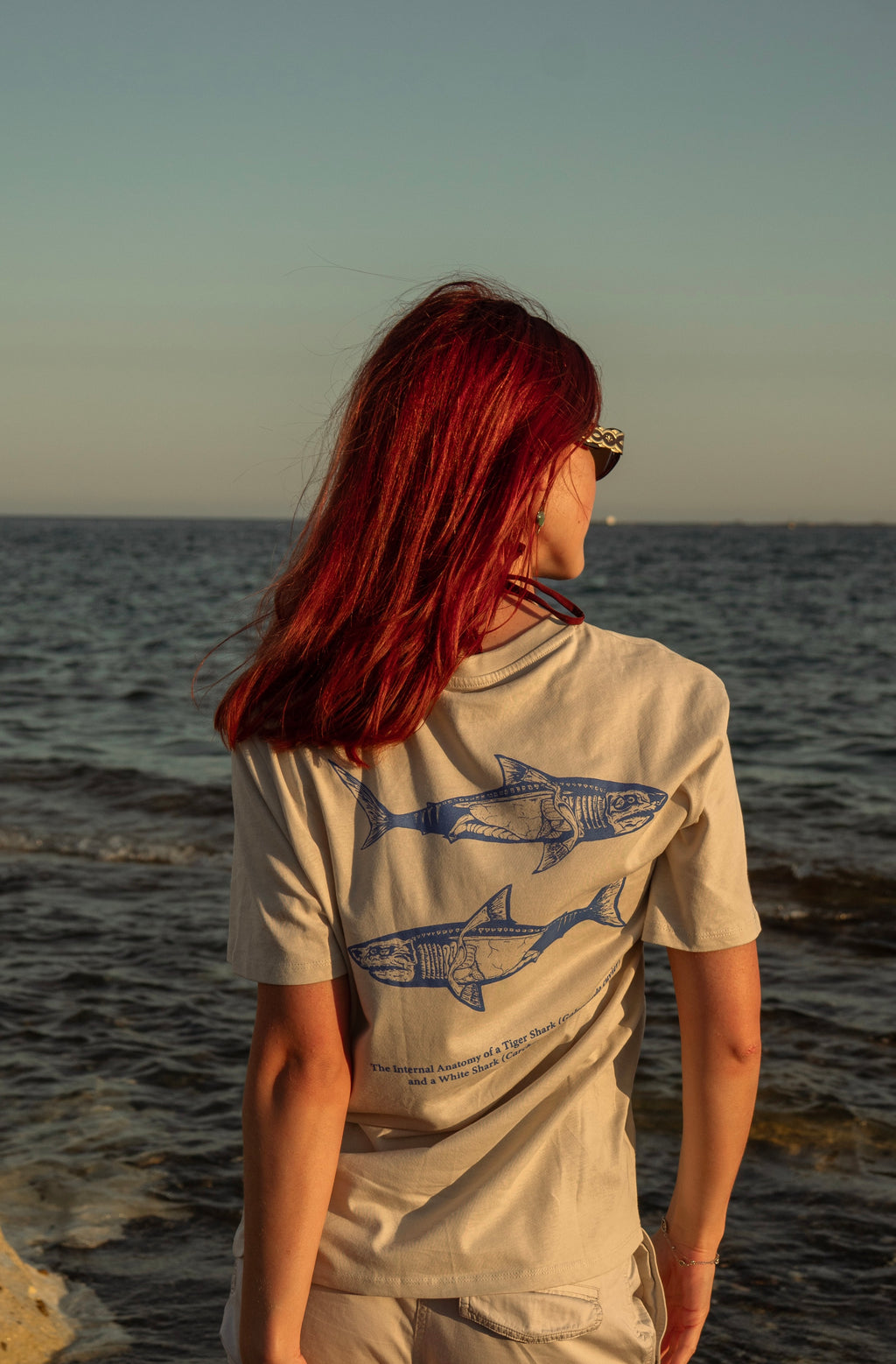 Shark Anatomy T-Shirt | Tiger Shark & Great White | Organic Cotton | Royal Blue
