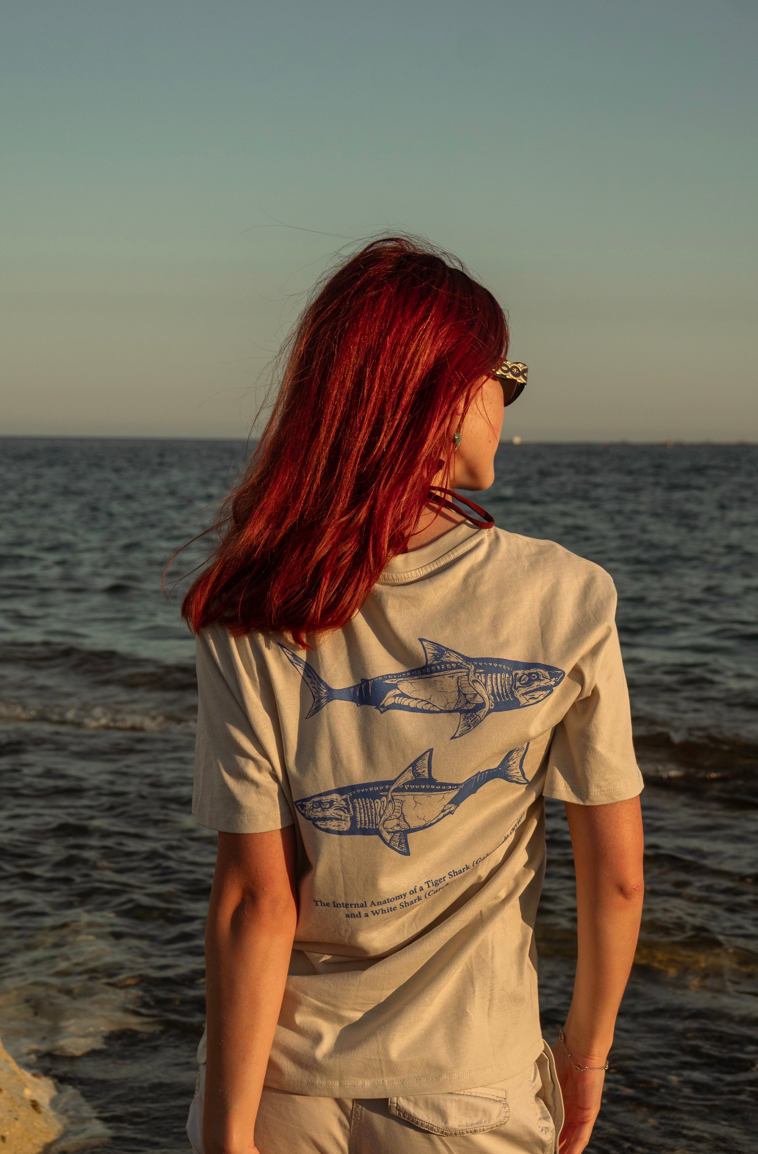 Shark Anatomy T-Shirt | Tiger Shark & Great White | Organic Cotton | Royal Blue