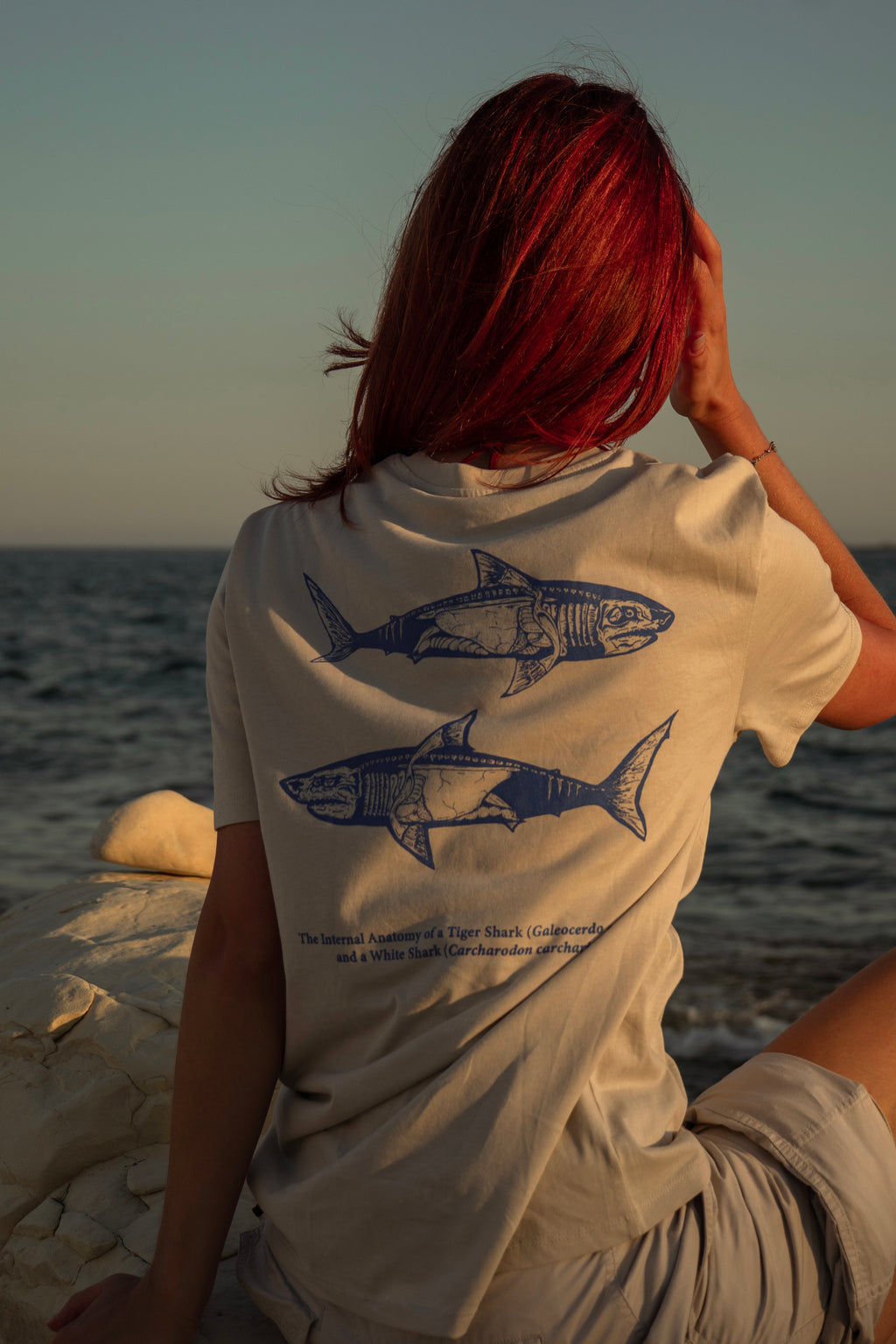 Shark Anatomy T-Shirt | Tiger Shark & Great White | Organic Cotton | Royal Blue