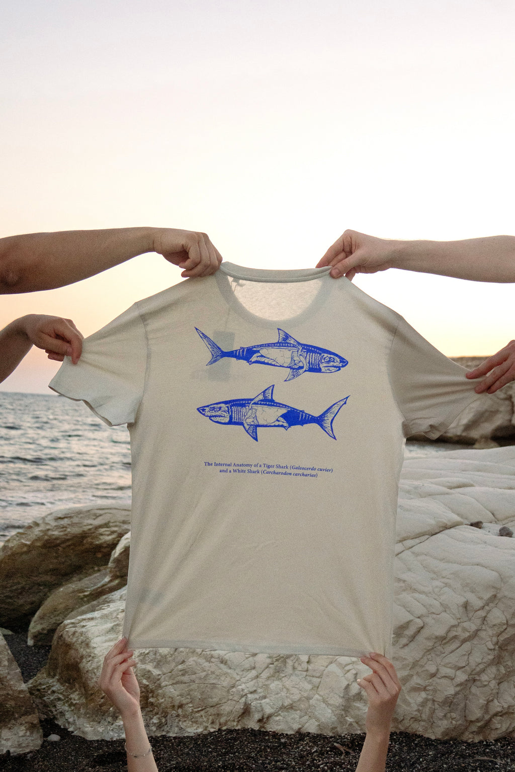 Shark Anatomy T-Shirt | Tiger Shark & Great White | Organic Cotton | Royal Blue