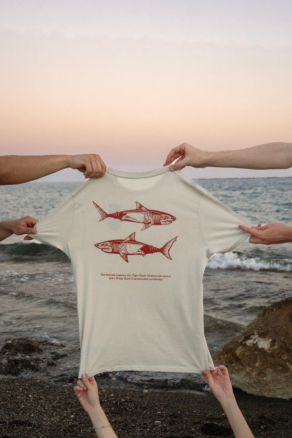 Shark Anatomy T-Shirt | Tiger Shark & Great White | Organic Cotton | Terracotta/ Burnt Orange