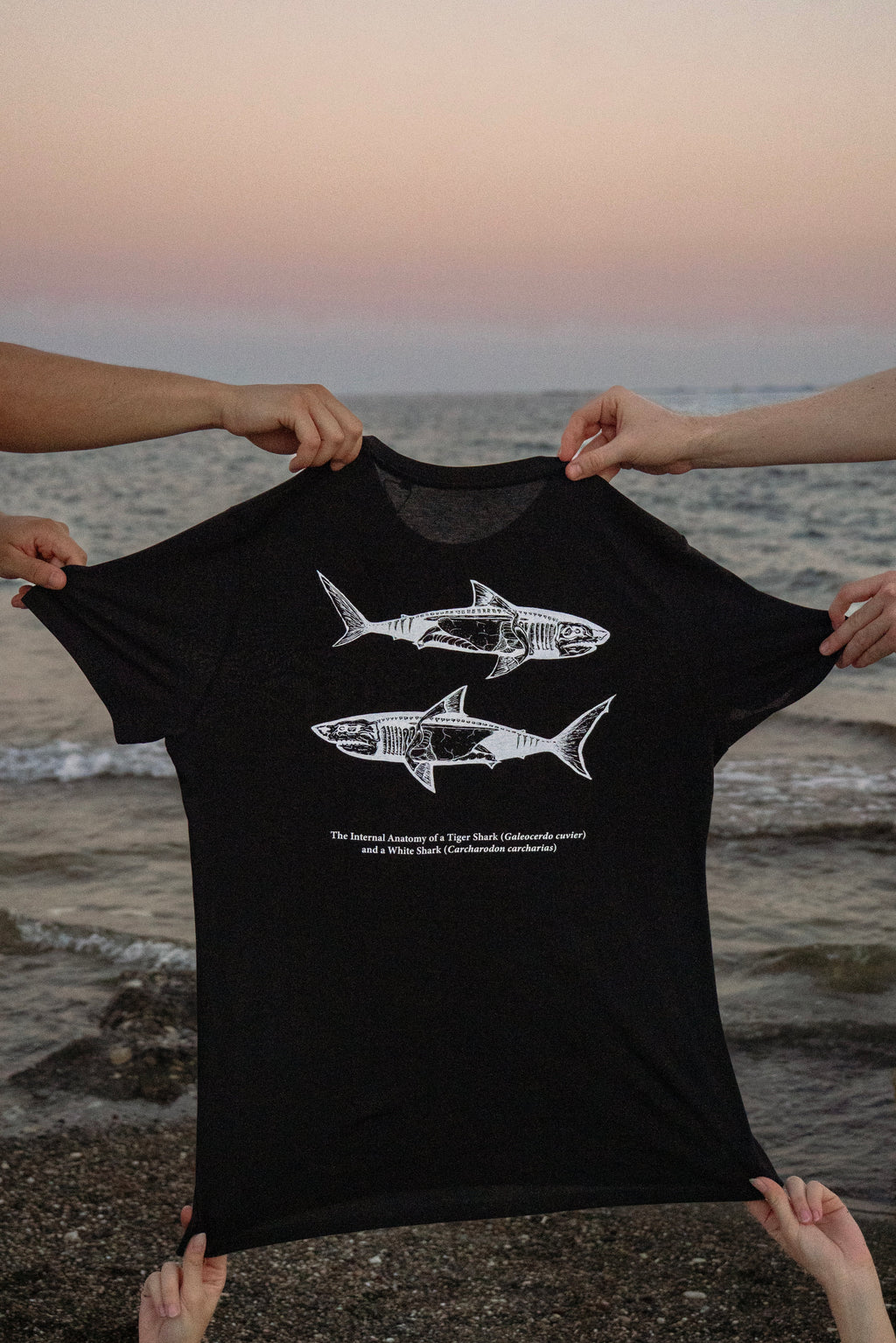 Shark Anatomy T-Shirt | Tiger Shark & Great White | Organic Cotton | Black and White